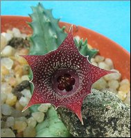 Huernia piersii x transmutata 1